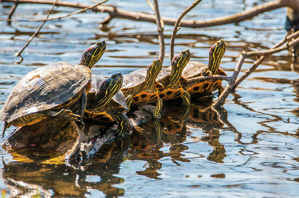 Amphibian Art Print featuring the photograph All In A Row by Cathy Kovarik