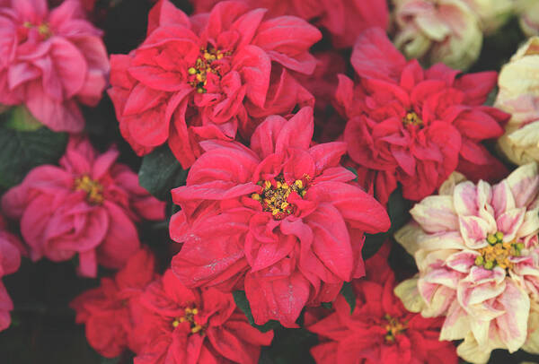 Poinsettias Art Print featuring the photograph All Year 'Round by Laurie Search