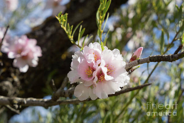Pink Flowers Art Print featuring the photograph Almond Blossom 2 by Adriana Mueller