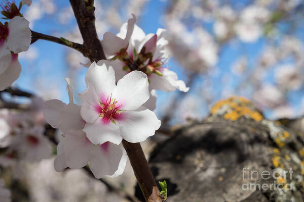 Almond Tree Art Print featuring the photograph Almond Blossom 5 by Adriana Mueller