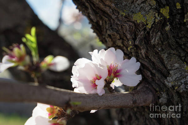 Almond Blossom Art Print featuring the photograph Almond Blossom 6 by Adriana Mueller