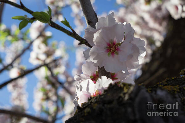Almond Blossom Art Print featuring the photograph Soft pink almond blossoms in the backlight by Adriana Mueller