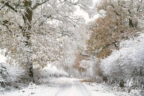 Oak Art Print featuring the photograph Along a Winter Road by Tim Gainey