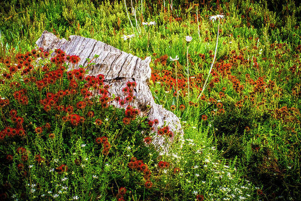 High Country Art Print featuring the photograph Alpine Garden by Bette Devine