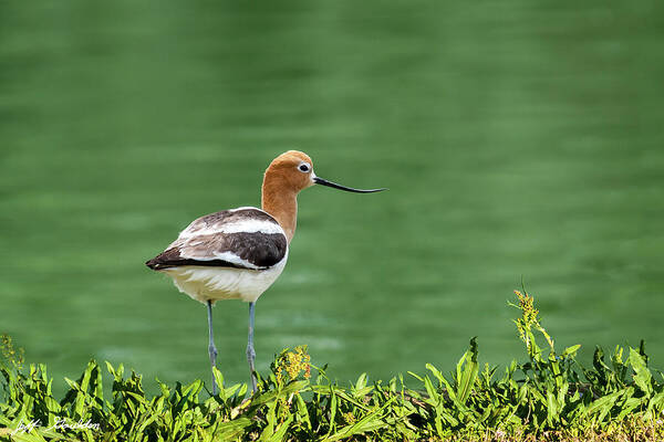 American Avocet Art Print featuring the photograph American Avocet by Jeff Goulden