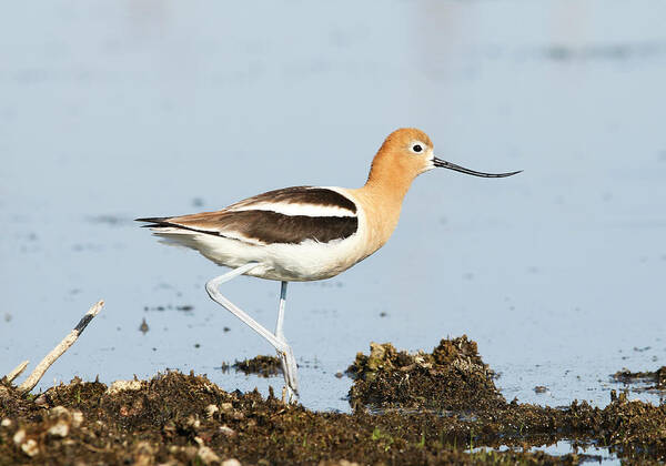 American Avocet Art Print featuring the photograph American Avocet by Ryan Crouse
