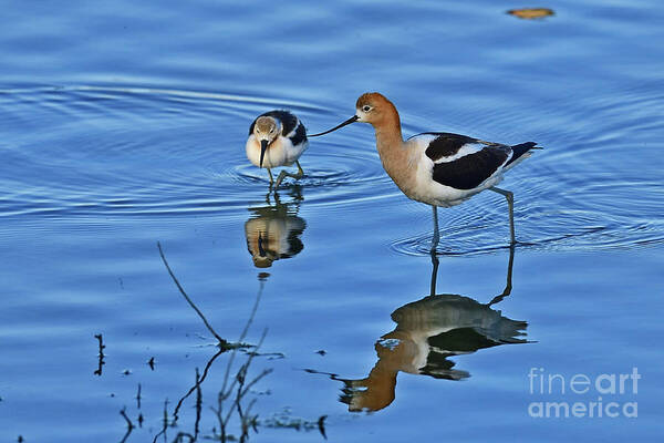 American Avocet Art Print featuring the photograph American avocet with Chick by Amazing Action Photo Video