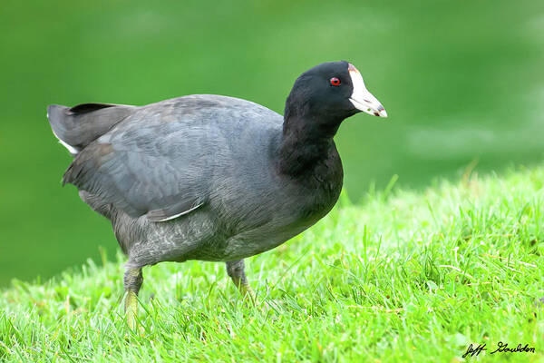 Adult Art Print featuring the photograph American Coot Grazing in the Grass by Jeff Goulden