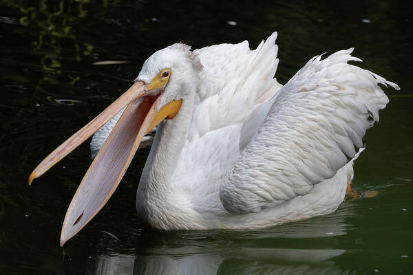 American Art Print featuring the photograph American White Pelican With Open Beak by Artur Bogacki