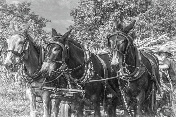 Horses Art Print featuring the photograph Amish Corn Harvest, Lancaster County by Marcy Wielfaert