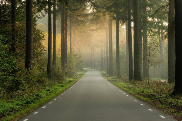 Beautiful Art Print featuring the photograph An empty road in the forest on an early morning by Anges Van der Logt