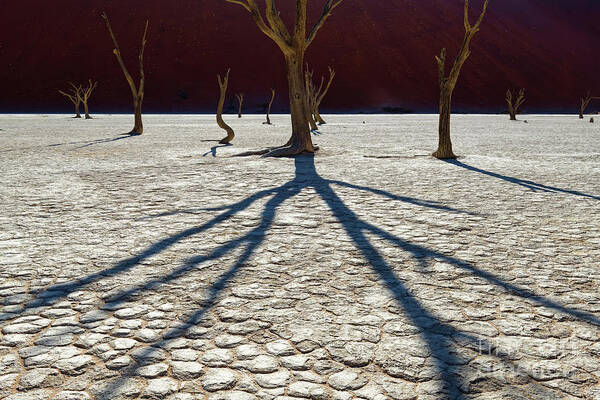 Sossusvlei Art Print featuring the photograph Ancient Acacia Trees Casting Shadows on Cracked Desert Landscape at Deadvlei by Tom Schwabel