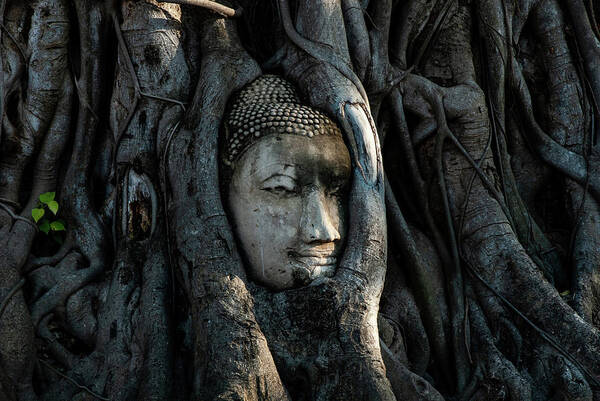 Buddha Art Print featuring the photograph The Fallen Kingdom - Buddha Statue, Wat Mahathat, Thailand by Earth And Spirit