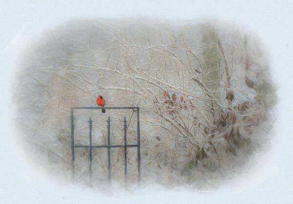Cardinal Art Print featuring the photograph And Here I Sit by Diane Lindon Coy