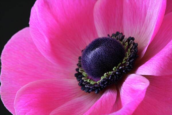 Macro Art Print featuring the photograph Anemone Pink by Julie Powell