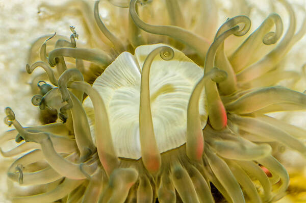 Anemone Art Print featuring the photograph Sea Anemone with Red by WAZgriffin Digital