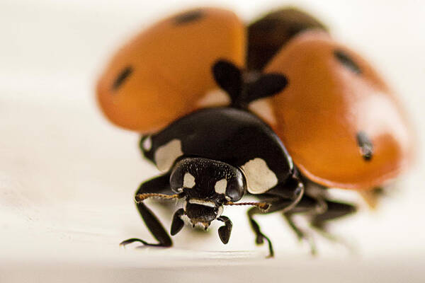 Animals Art Print featuring the photograph Angry Ladybug by Wolfgang Stocker