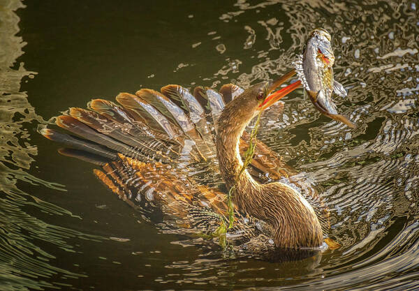 Anhinga Fishing Art Print featuring the photograph Anhinga Fishing by Rebecca Herranen