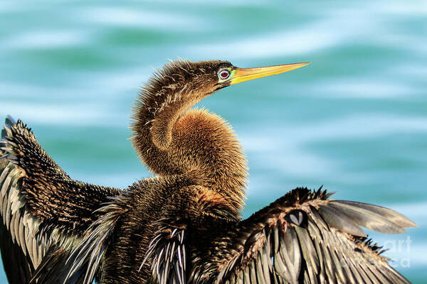 Animal Art Print featuring the photograph Anhinga Florida by Ben Graham