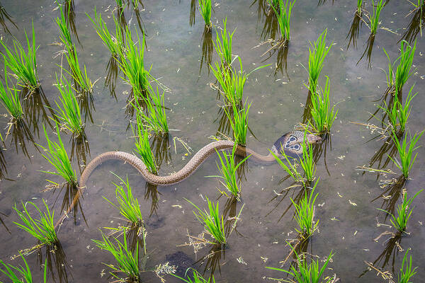 Spectacled Cobra Art Print featuring the photograph Animal_cobra_Hampi_6 by Jedraszak