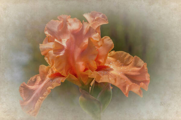 Flowers Art Print featuring the photograph Apricot Iris 3 by Elaine Teague