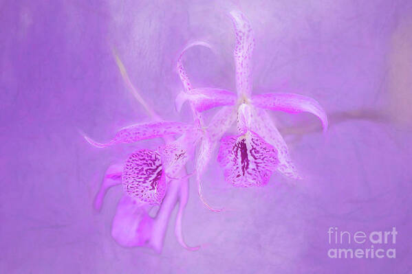 Art Art Print featuring the photograph Another Purple Orchid by Ed Taylor