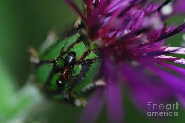 Thistle Art Print featuring the photograph Ant and Thistle by Stephanie Gambini