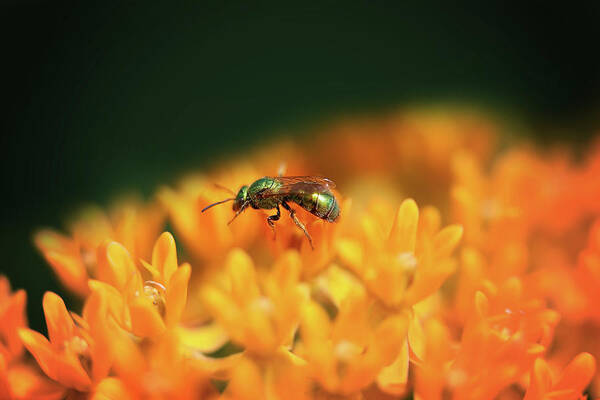  Art Print featuring the photograph Ant on Orange by Nicole Engstrom