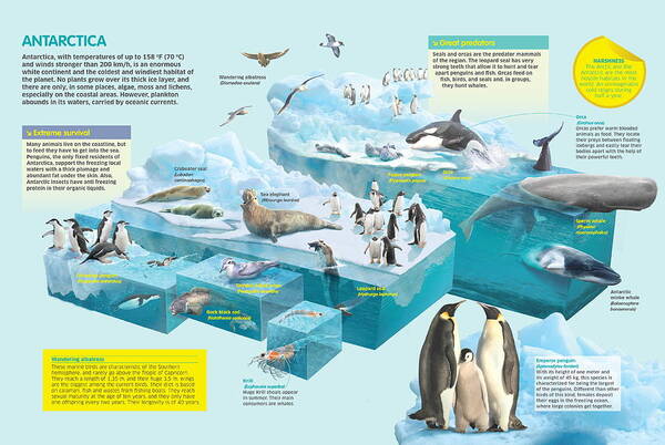Fauna Art Print featuring the digital art Antarctica by Album