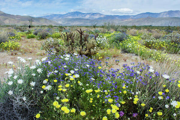 Desert Chicory Art Print featuring the photograph Anza Borrego Desert State Park Bloom by Kyle Hanson