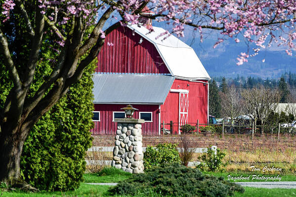 Apple Tree Pink And Barn Red Art Print featuring the photograph Apple Tree Pink and Barn Red by Tom Cochran