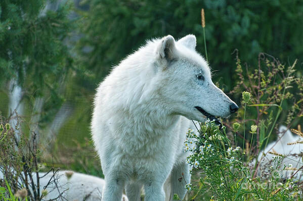 Arctic Art Print featuring the photograph Arctic wolf on a meadow by Les Palenik