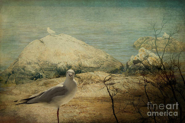 Seagull Art Print featuring the photograph Are You Going to Shoot Me? by Elaine Teague
