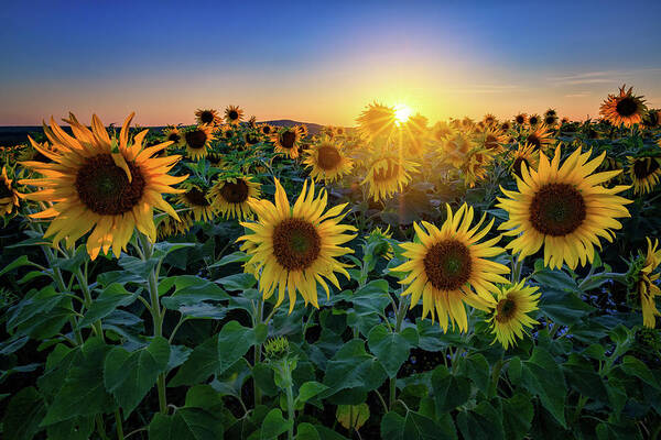 Sunflower Art Print featuring the photograph Aroostook Sunset by Rick Berk