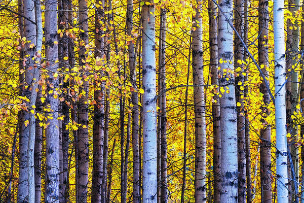 Oregon Art Print featuring the photograph Aspen Forest Autumn Glow by Christopher Johnson