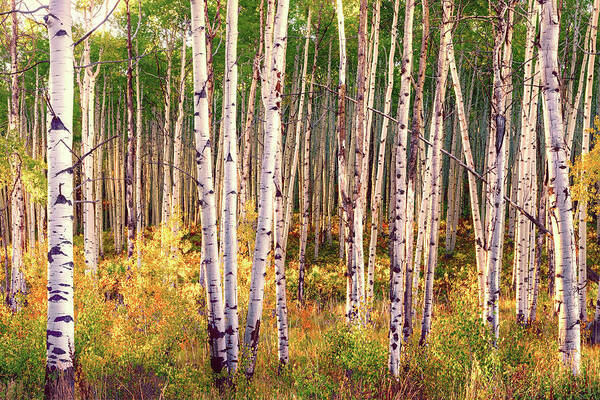 Beautiful Autumn Scenery In The Leaf-changing Aspen Grove aspen Art Print featuring the pyrography Aspen grove in autumn I by Lena Owens - OLena Art Vibrant Palette Knife and Graphic Design