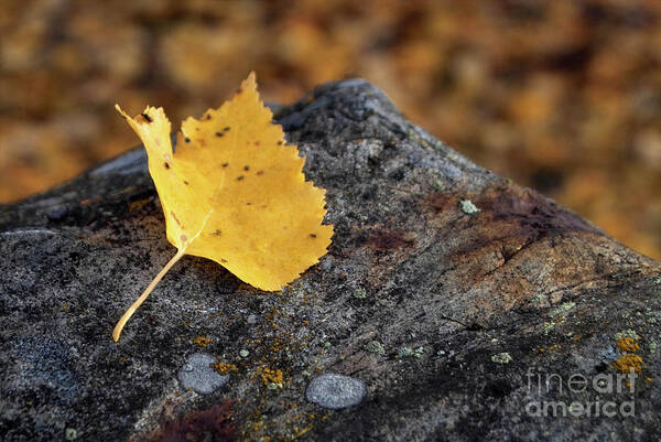 Yellow Art Print featuring the photograph Aspen Leaf on Rock by Kimberly Blom-Roemer