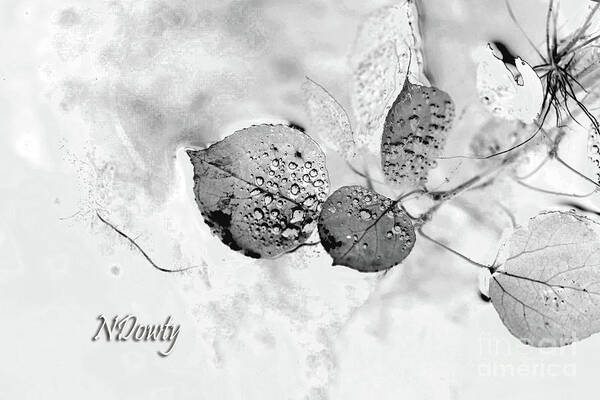 Aspen Leaves With Bubbles-bw Art Print featuring the photograph Aspen Leaves with Bubbles-BW by Natalie Dowty