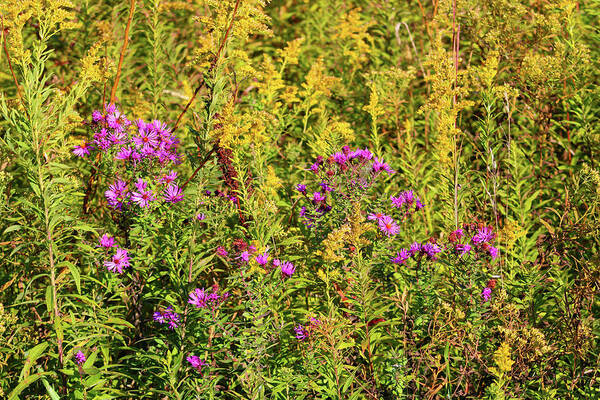 Aster Art Print featuring the photograph Aster and Goldenrod by Christopher Reed