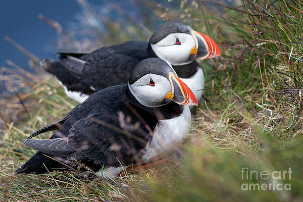 Photography Art Print featuring the photograph Atlantic Puffin Love by Erin Marie Davis