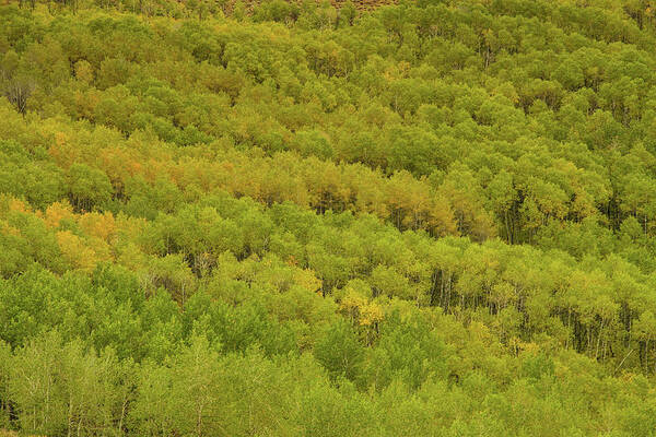 Steens Mountain Art Print featuring the photograph Autumn along Steens mountain by Kunal Mehra