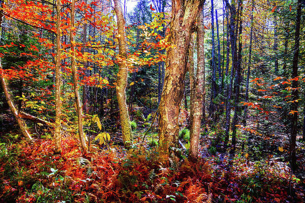 Autumn Bliss Art Print featuring the photograph Autumn Bliss by David Patterson