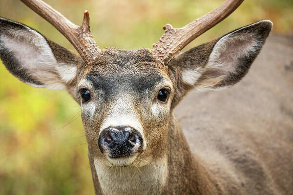 Deer Art Print featuring the photograph Autumn Buck by Bob Cournoyer