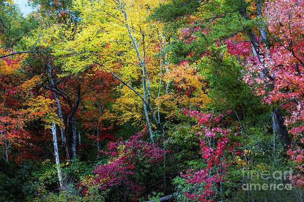 Smoky Mountains Art Print featuring the photograph Autumn Colors Pop in the Smokies by Theresa D Williams