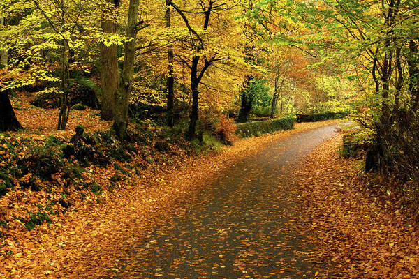 Donegal Art Print featuring the photograph Autumn - Ramelton, Donegal by John Soffe