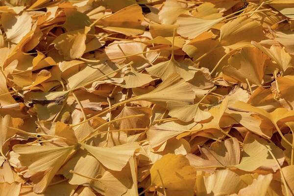 Ginkgo Art Print featuring the photograph Autumn Ginkgo Leaves by Liza Eckardt
