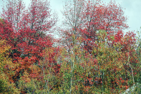 Autumn Art Print featuring the photograph Autumn Glory by Elaine Teague