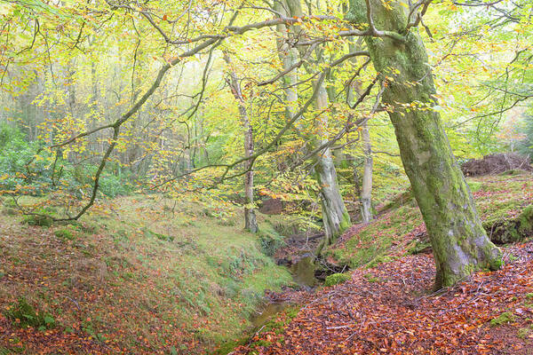 Fall Art Print featuring the photograph Autumn in an English Beech Tree Wood by Anita Nicholson