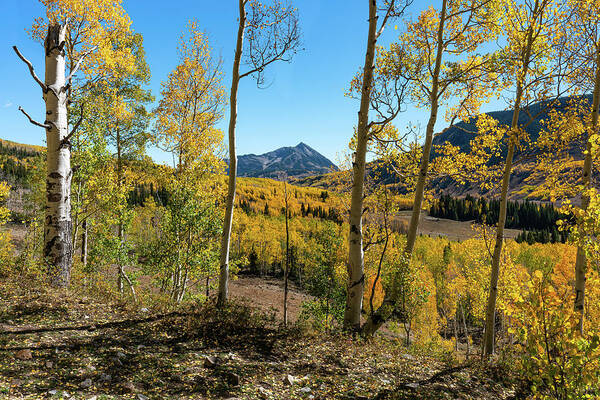 Aspens Art Print featuring the photograph Autumn in Gothic Valley 5 by Ron Long Ltd Photography
