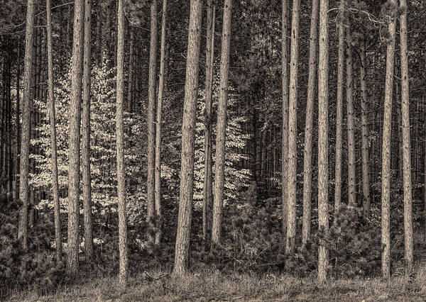 Black And White Art Print featuring the photograph Autumn in the Pine Trees by Greg Nyquist